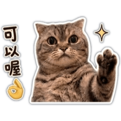 我的貓咪叫大ㄇㄚ‘
