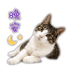 鳥咪的問候