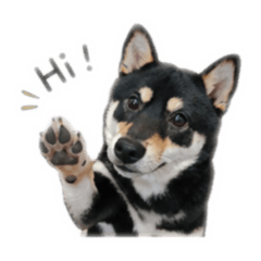 柴犬黑胡椒