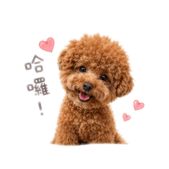 卞錢錢日常