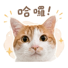 包吉Say Hieee