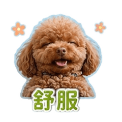 楊小樂