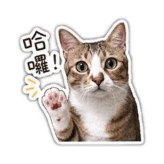 一隻小麥麥