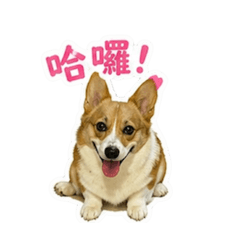 雞小姐可愛日常