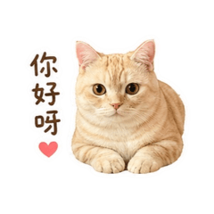 呆呆｜