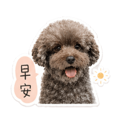 魚家的小球