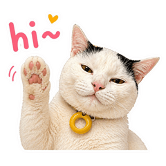 Jung sassy cat