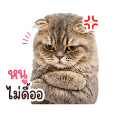 FNNTP_20260502195019