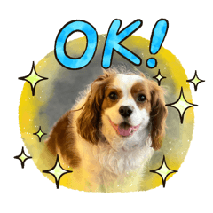 King Charles Cavalier Dog Charlie