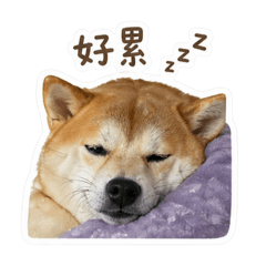 發糕寶貝
