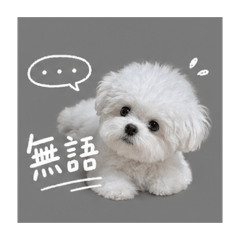 可愛的狗狗日常用語