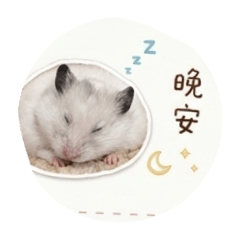 小棉花波利鼠