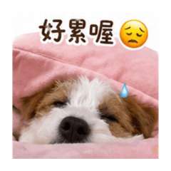 嚕嚕胖卡3