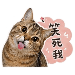 大哥小弟屁孩日常