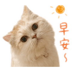 小喵喵日常生活