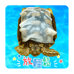 QPO龜仔2