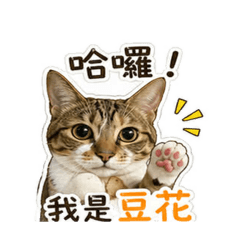三花虎斑貓-豆花