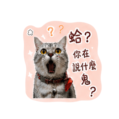 本小姐才不是普通喵