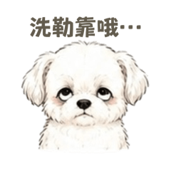一隻馬爾濟Q