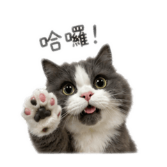 屋虎ㄝ