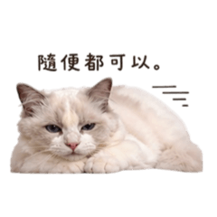 泡芙吃什麼？