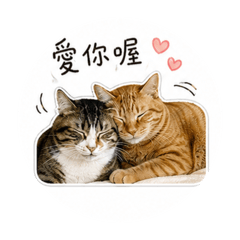 彭寶寶與貓