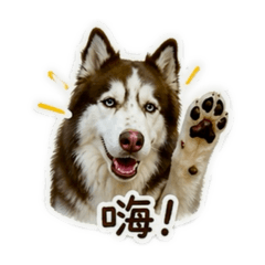 特特-1