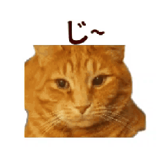 Charlie,the ginger cat