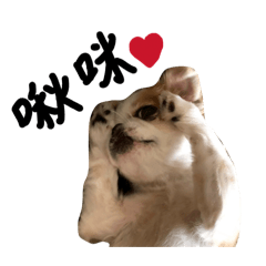 萌萌鴨～～～