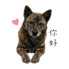 張泡芙01