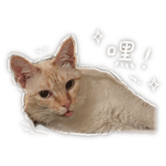 荳哥哥