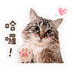 meow cute meow cute