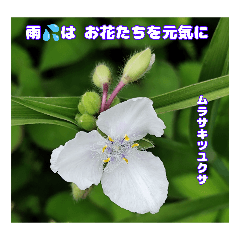 Morning greeting in May with a flower