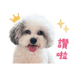 Mirlo the Toypoodle