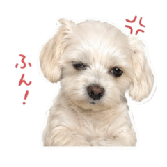 kuma_20260504193918