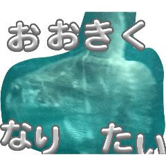 usapanz_20260503161413