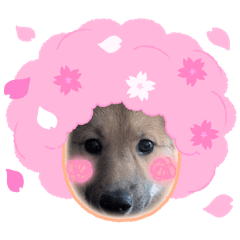 hana_20260503161845