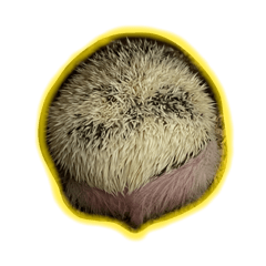 harimaro_STAMP2