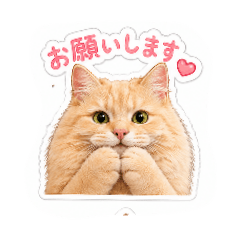 vegako1_20260430155147