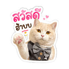 Chouxcream_20260501092354