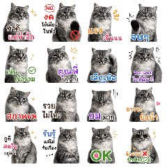 Meow Tom & Khao Family