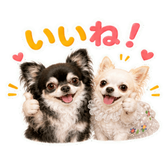 These Chihuahua besties are inseparable.