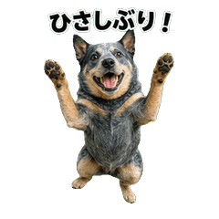 澳洲牧牛犬 問候貼圖 - AG