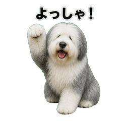 古代英國牧羊犬 問候貼圖 - AG