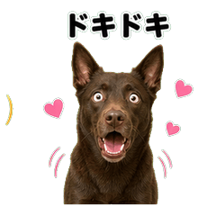 澳洲凱爾皮犬 問候貼圖 - AG