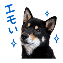 Leo the Black Shiba | High School Life