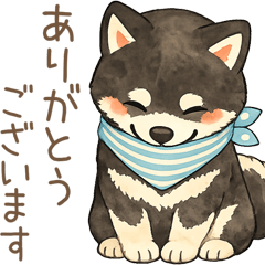 fluffy shiba15