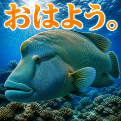 Intense Napoleonfish Life