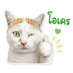 SOMza The cat