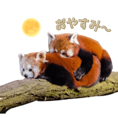 Relaxing red panda stickers
